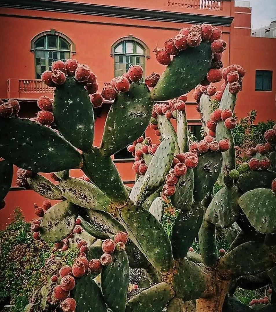 Casa Verde De Guia Santa Maria de Guia de Gran Canaria Spain